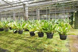 Granja de orquídeas con maceta de flores de orquídeas colgando en el techo de la granja en la planta de vivero foto