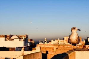 gaviota de cerca foto