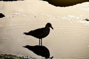 Silhouette of a bird photo