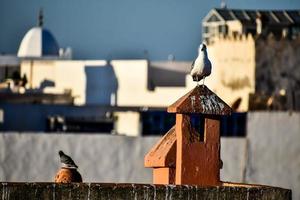 View of Essaouira photo