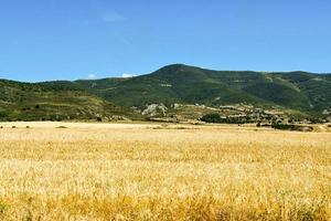 Yellow field and mountains photo