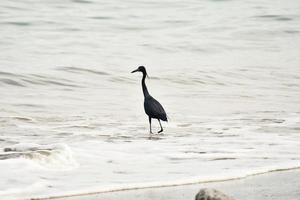 Heron in the water photo