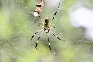 Spider on web photo