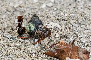 Crab on the beach photo