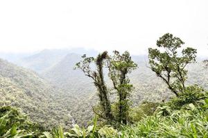 Tree tops view photo