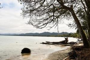 árbol y playa foto