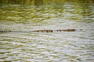 Crocodile in the water photo