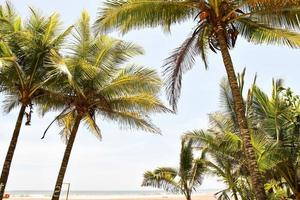 Palm trees and sky photo