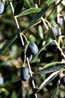 Olives on a branch photo