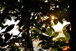 Sunlight through trees photo