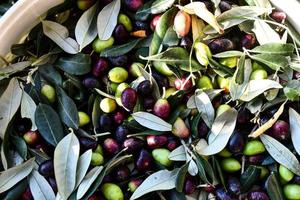 Olives and leaves photo