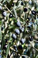 Olives on a branch photo