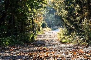 Path through trees photo