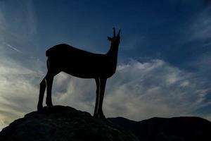 Silhouette of a deer photo