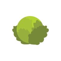 Cabbage icon in flat style vector