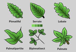 conjunto de fondo de hoja y nombre, concepto de negocio de plantilla para logotipo, diseño de icono simple signo aislado vector