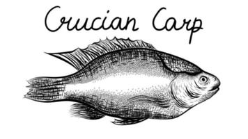 crucian carp, kind of fish from the side. black and white horizontal drawing. Realistic engraving of fish isolated on white. Vector hand drawn illustration