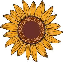 ilustración de vector de color de girasol