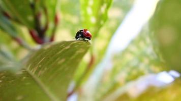 Ladybug on leaf close up video
