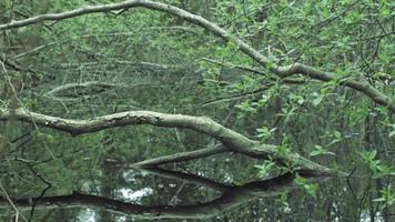 lagoa com árvores na floresta video