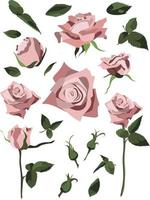 Set of floral design elements, pink roses and buds, leaves and stems. Isolated on white background vector