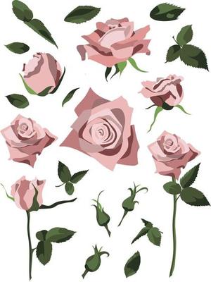 Set of floral design elements, pink roses and buds, leaves and stems. Isolated on white background