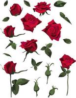 Set of floral design elements, red roses and buds, leaves and stems. Isolated on white background vector