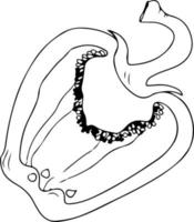 Halved bell pepper sketch, black outline on white background vector