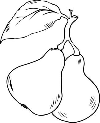 Two pears on a stem sketch, black outline on white background