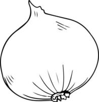 Single onion sketch, black outline on white background vector