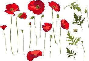 Set of design elements, rep poppy flowers, stems and leaves. Isolated on white background vector