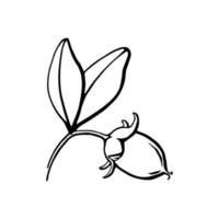 semillas de jojoba, ramas, dibujo vectorial de nueces. ilustración botánica de contorno blanco y negro. elementos de diseño dibujados a mano para cosméticos orgánicos y aceite. vector