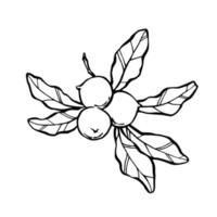 Macadamia nuts on branch with leaves. Vector black and white outline hand drawn llustration.