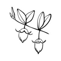 Jojoba branch with nuts monochrome outline illustration. Hand drawn jojoba seeds oil vector design element.