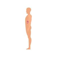 Side view spleen human body icon, flat style vector