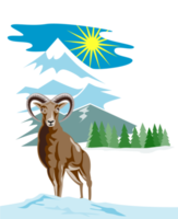 Mouflon Sheep Mountain Goat png