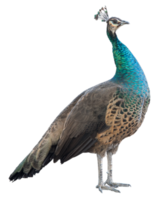 One standing peacock isolated png