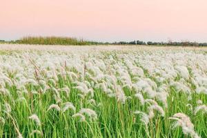 White grass flower field with soft sunlight background. photo