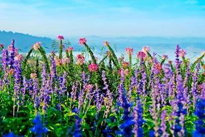 Blurred,Lavender flowers field with sky and mountain the sunny morning in the nature photo