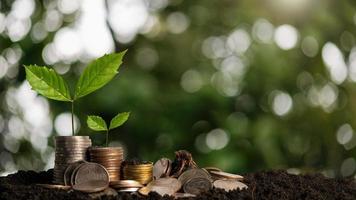 The seedlings are growing on the coins that are stacked together against of morning sun light. photo