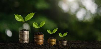 money growth concept, business success concept, tree growing on pile of coins. Finance growing concept. photo