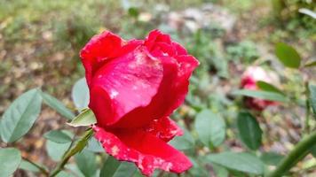 rote Rosenknospe im Herbstgarten video