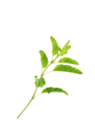 heilig basilicum,ocimum heiligdom isoleren png