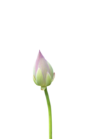 flor de loto naturaleza aislada png