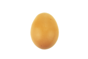 poulet brun oeuf isolé png