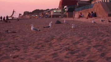 Gulls on the beach video