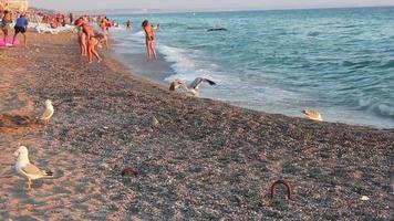 Gulls on the beach video