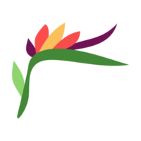 Bird of paradise flower illustration for design element png