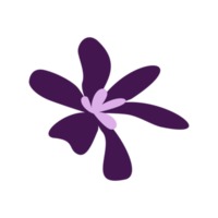 ilustração de flor de douglas para elemento de design png