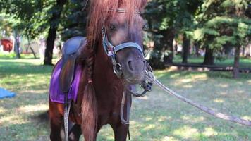 süßes braunes Pony im Park video